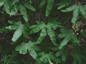Photo By: Stephen M. Young. Photo taken: Richmond County, NY on 12 September 2006